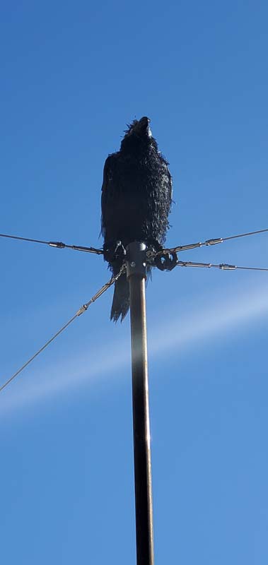 Wondrous Whirling Orb