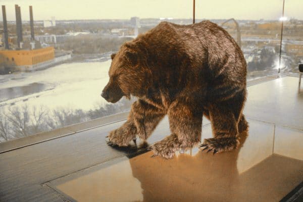 Guthrie grizzly 9 lutter gardella