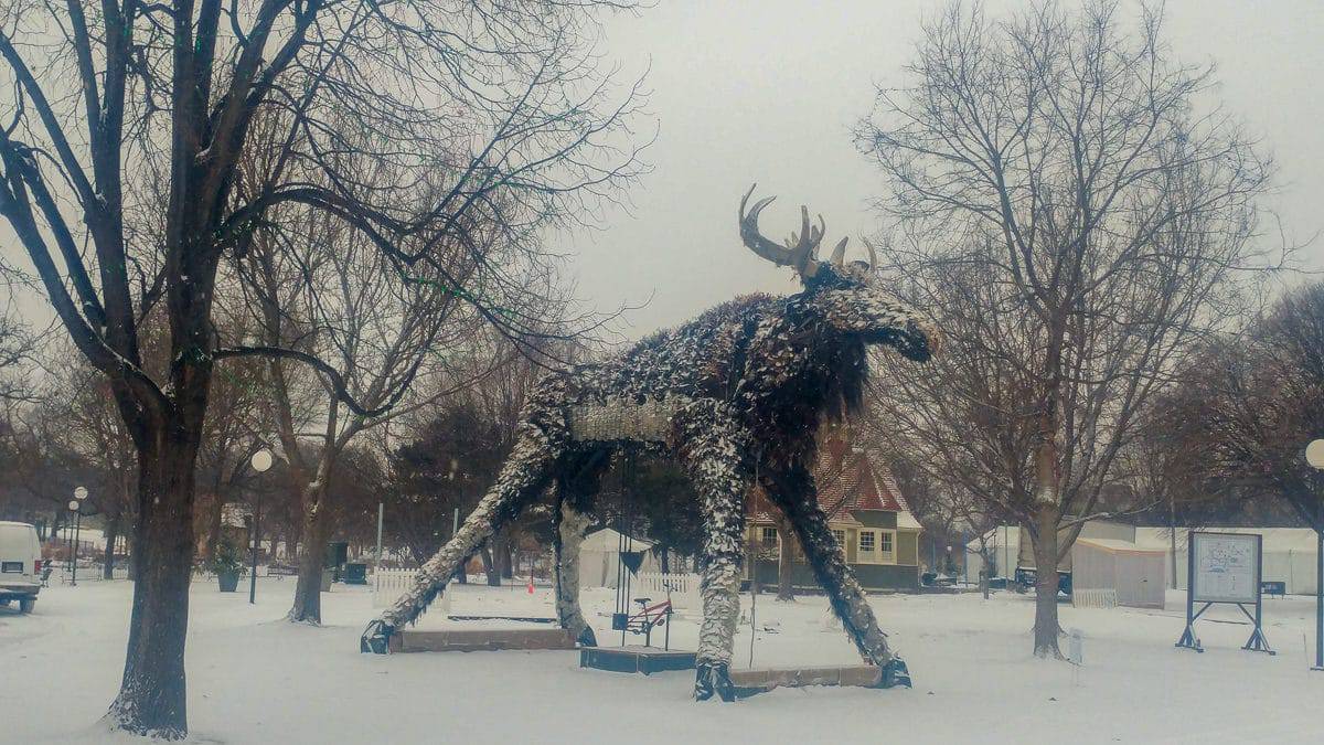 Mooz in winter lutter gardella