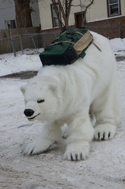 Nova bear lutter gardella